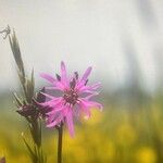 Lychnis flos-cuculiLorea