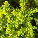 Hebe cupressoides 葉