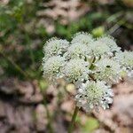 Oenanthe peucedanifolia Λουλούδι