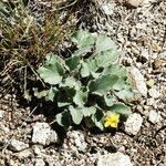 Viola purpurea Habit