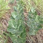 Asclepias latifolia ᱛᱟᱦᱮᱸ