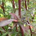 Symphyotrichum lateriflorum বাকল