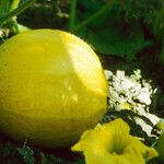 Cucurbita maxima Fruit