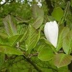 Magnolia kobus ᱵᱟᱦᱟ