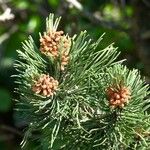 Pinus mugo Arall