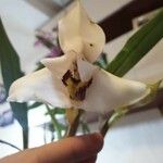 Maxillaria grandiflora 花