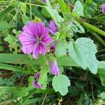 Malva arboreaFlor