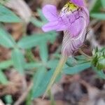 Linaria triornithophora 花