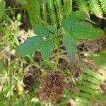 Cedronella canariensis Likasa