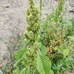 Amaranthus retroflexusFolha