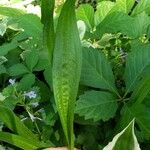 Carex plantaginea Leaf