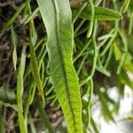 Microgramma squamulosa Leaf