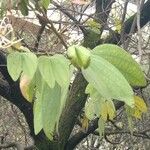 Bauhinia ungulata Hoja