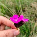 Dianthus carthusianorum花