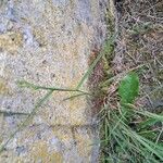 Polypogon viridis Blatt