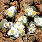 Helichrysum gariepinum