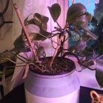 Philodendron hederaceum Leht