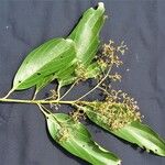 Nectandra membranacea Altro