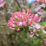Viburnum carlesii Blomst