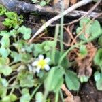 Ranunculus hederaceus Çiçek