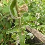 Helichrysum foetidum Blatt