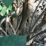 Brugmansia arborea Bark