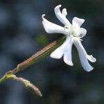 Silene paradoxa Flower