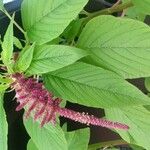 Amaranthus caudatus Folha