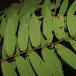 Xylopia letestui 葉