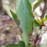 Pyrus pashia Leaf