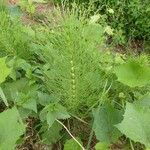 Equisetum telmateiaFolha