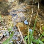 Myosotis alpestrisKvet