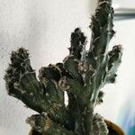 Cereus spegazzinii Leaf