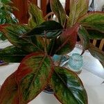 Aglaonema commutatumЛіст