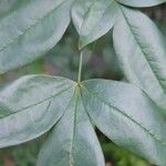 Nandina domestica Leaf