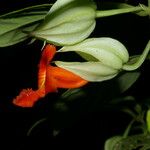 Drymonia rubra Flor