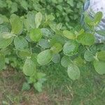 Salix aurita Fuelha