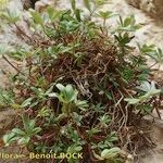 Potentilla saxifraga Habit