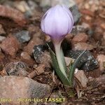 Colchicum triphyllum Habit