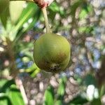 Uapaca bojeri Fruit