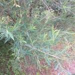 Salix ledebouriana Leaf