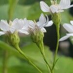 Doellingeria umbellata 花