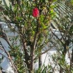 Crinodendron hookerianum Ліст