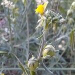 Linaria simplex Kvet