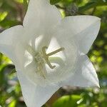 Campanula medium Flower