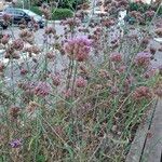 Verbena brasiliensis Blüte