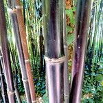 Phyllostachys nigra Habit