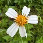 Bidens alba Цвят