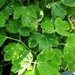 Aquilegia nigricans Leaf