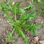 Taraxacum campylodes Hoja